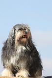 PETIT CHIEN LION 167